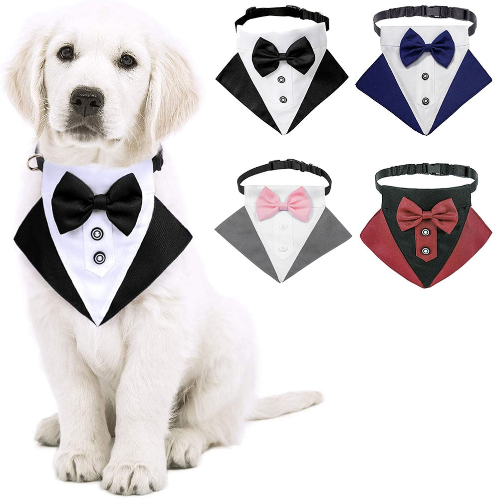 corbata perro elegante matrimonio formal