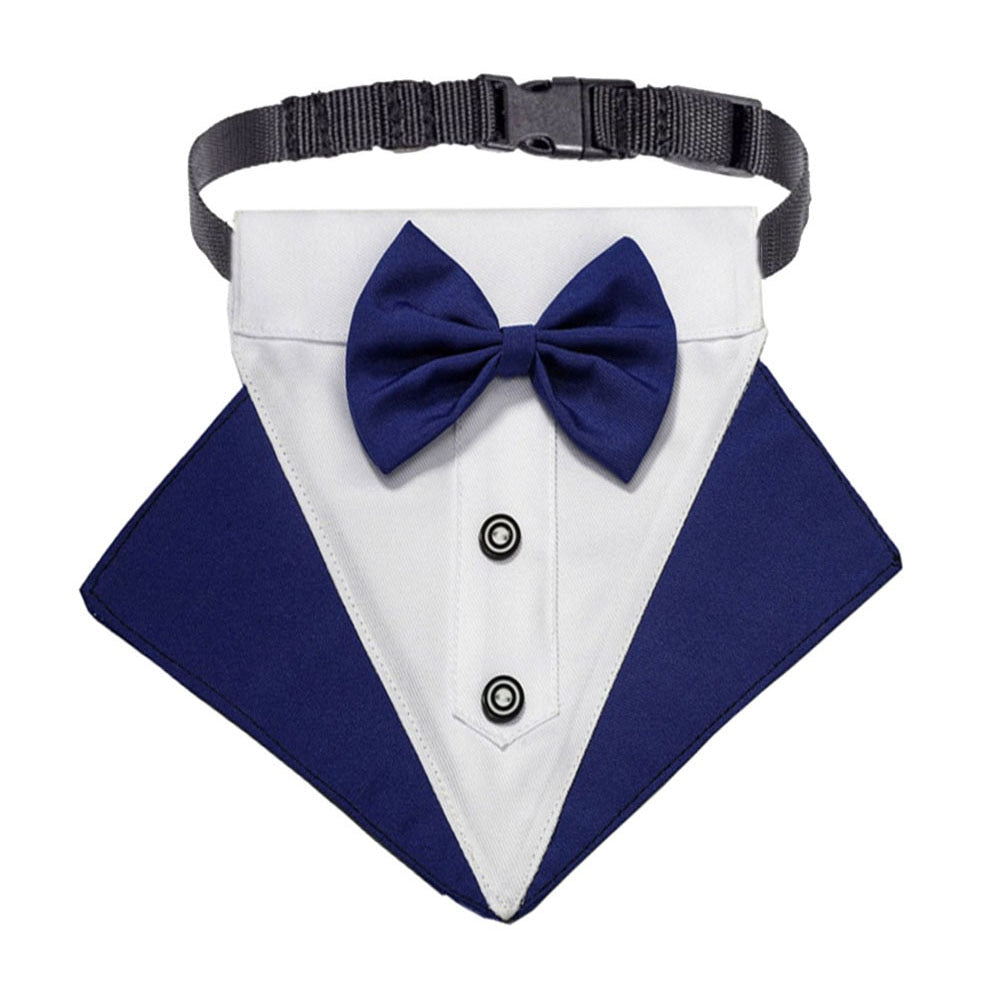 corbata perro elegante matrimonio formal azul
