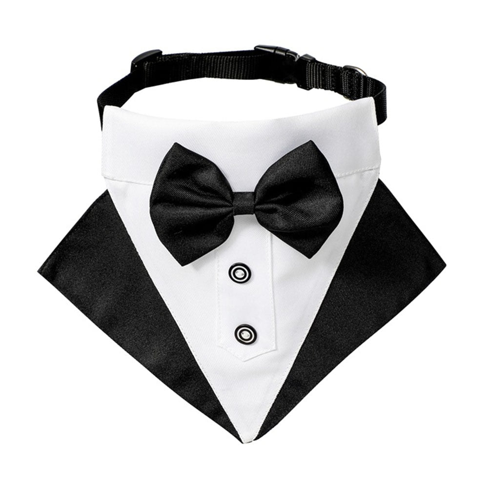 corbata perro elegante matrimonio formal negro